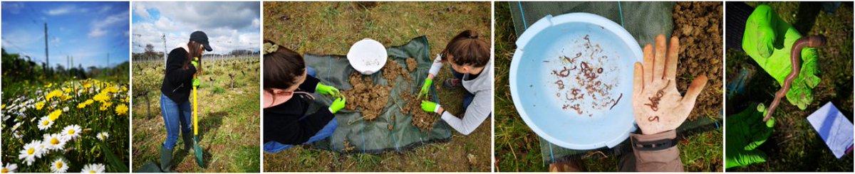 🆕🪱Les lombrics défavorisés par le travail du sol dans les vignes, c'est ce qu'on observe cette année sur le #siteatelierBACCHUS 🌼🐝🍇
+ d'infos : siteatelier-bacchus.com/fr/actualit%C3…
