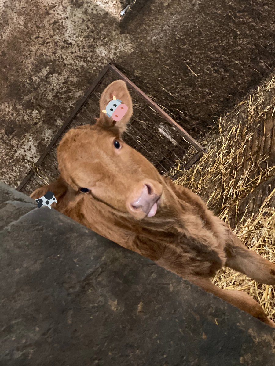 Tongue out Tuesday.  This calf was just a little character. Very nosey