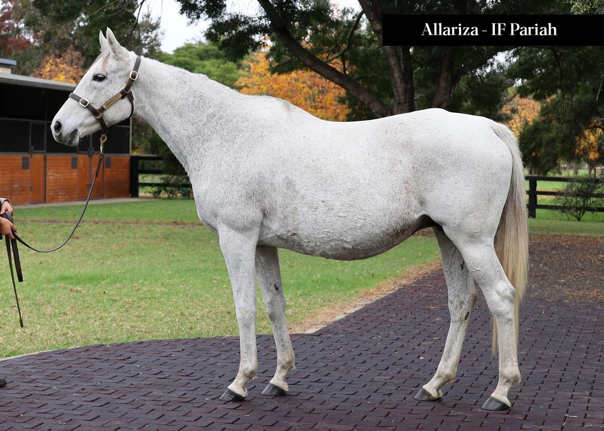 Arrowfield offer four mares on <a href="/inglis_sales/">Inglis</a> Digital May (Early) Online Sale ending tomorrow. Lots incl. G3 winner Keratiya &amp; stakes-producer Allariza both in foal to Pariah, plus SP Mandistana IF to Shalaa and SP mare Shengli IF to Castelvecchio. 
Visit - bit.ly/3eBBdzN