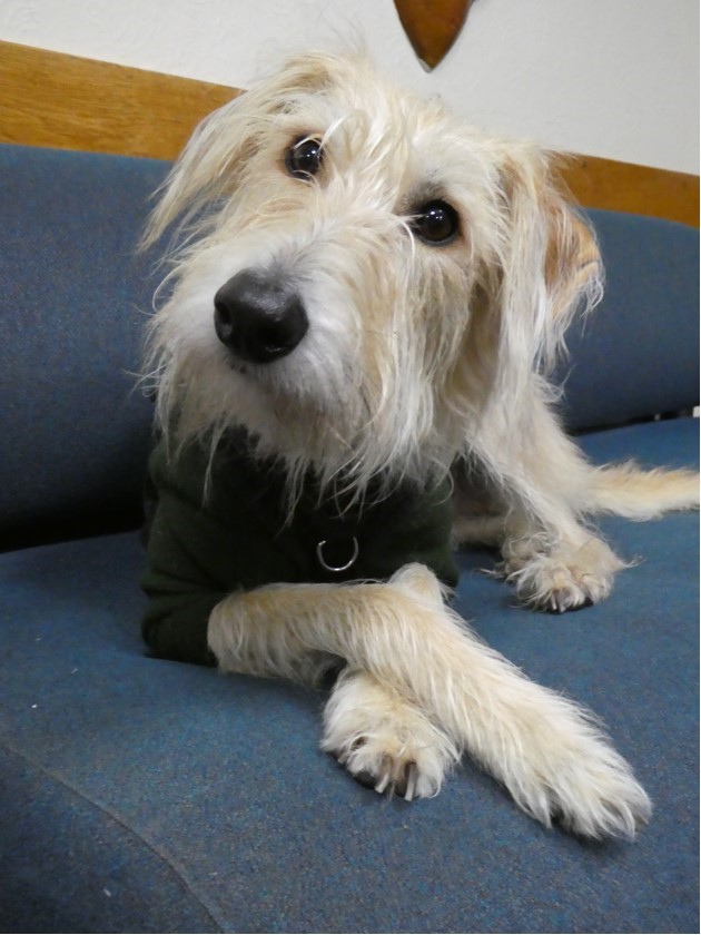 Battered old android phone with broken screen lost last night around the Madras rugby club/Old Course area of St Andrews. It has this sweet hound as the screensaver. Please share and help me find it!