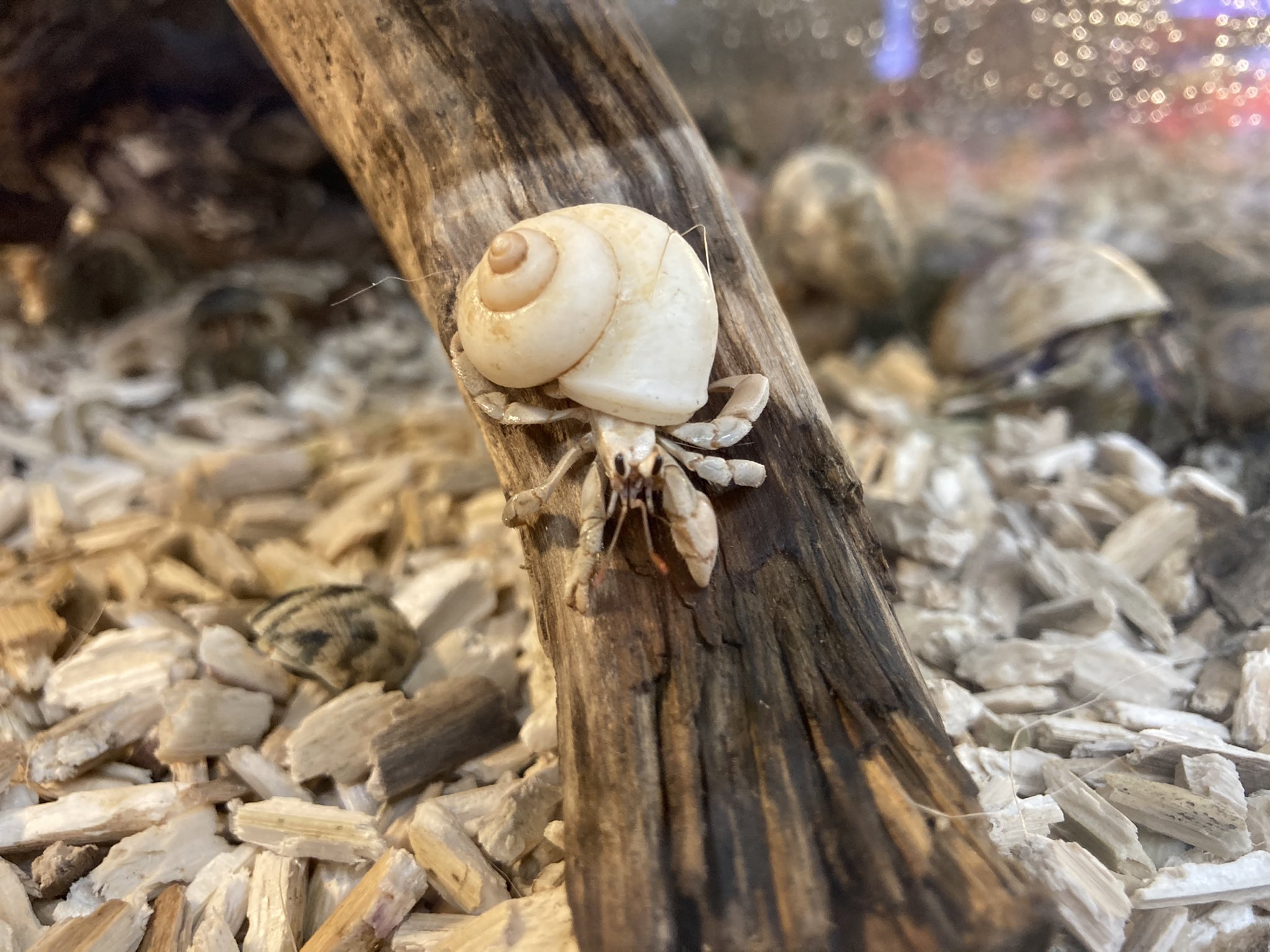 かねだい 青梅店 オカヤドカリ 大量に入荷 シーズン到来です 淡水で飼育が簡単なのが魅力的で 在宅ワークなどで家にいる時間が増えた方におすすめ オカヤドカリ ヤドカリ スモールペット おうち時間 T Co Fejuhnpjbw Twitter かねだい 青梅店 オカヤドカリ 大量に入荷 シーズン到来です 淡水で飼育が簡単なのが魅力的で 在宅ワークなどで家にいる時間が増えた方におすすめ オカヤドカリ ヤドカリ スモールペット おうち時間 T Co Fejuhnpjbw Twitter