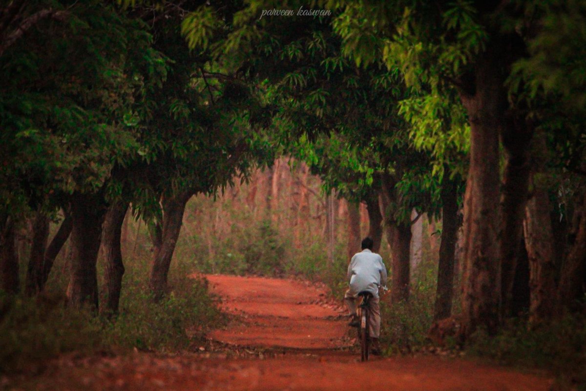 ParveenKaswan's tweet photo. A moment that felt like a painting. Share yours. https://t.co/z08FSslSNy