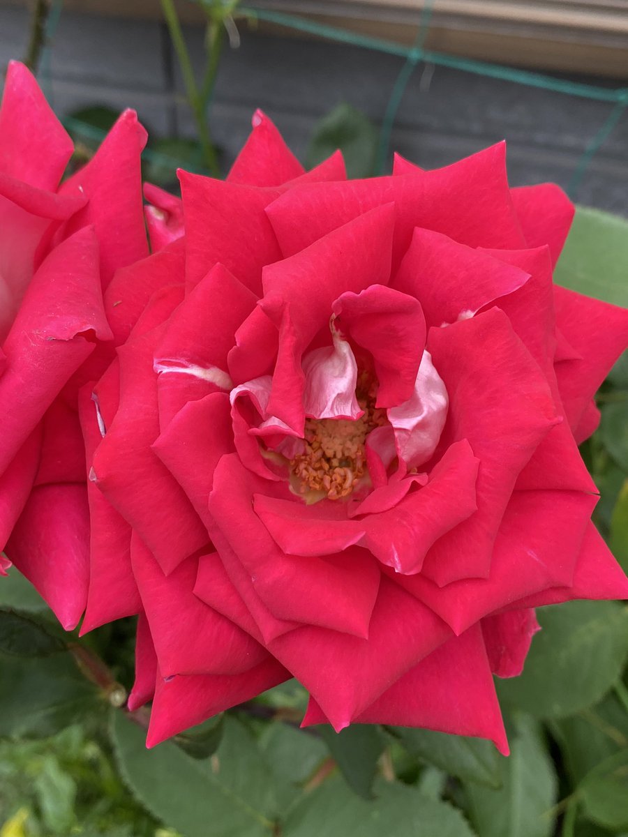 布施明 最新情報まとめ みんなの評判 評価が見れる ナウティスモーション 6ページ目