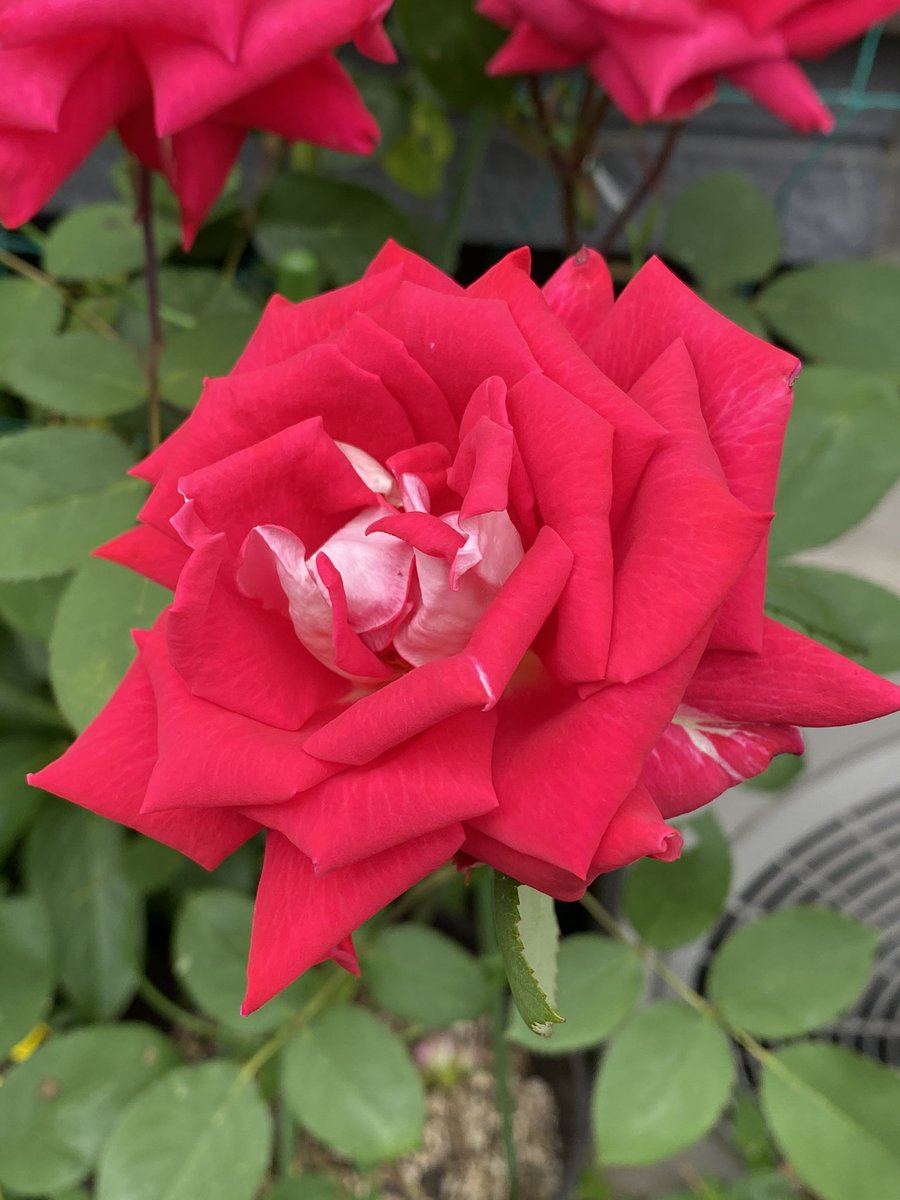 布施明 最新情報まとめ みんなの評判 評価が見れる ナウティスモーション 6ページ目