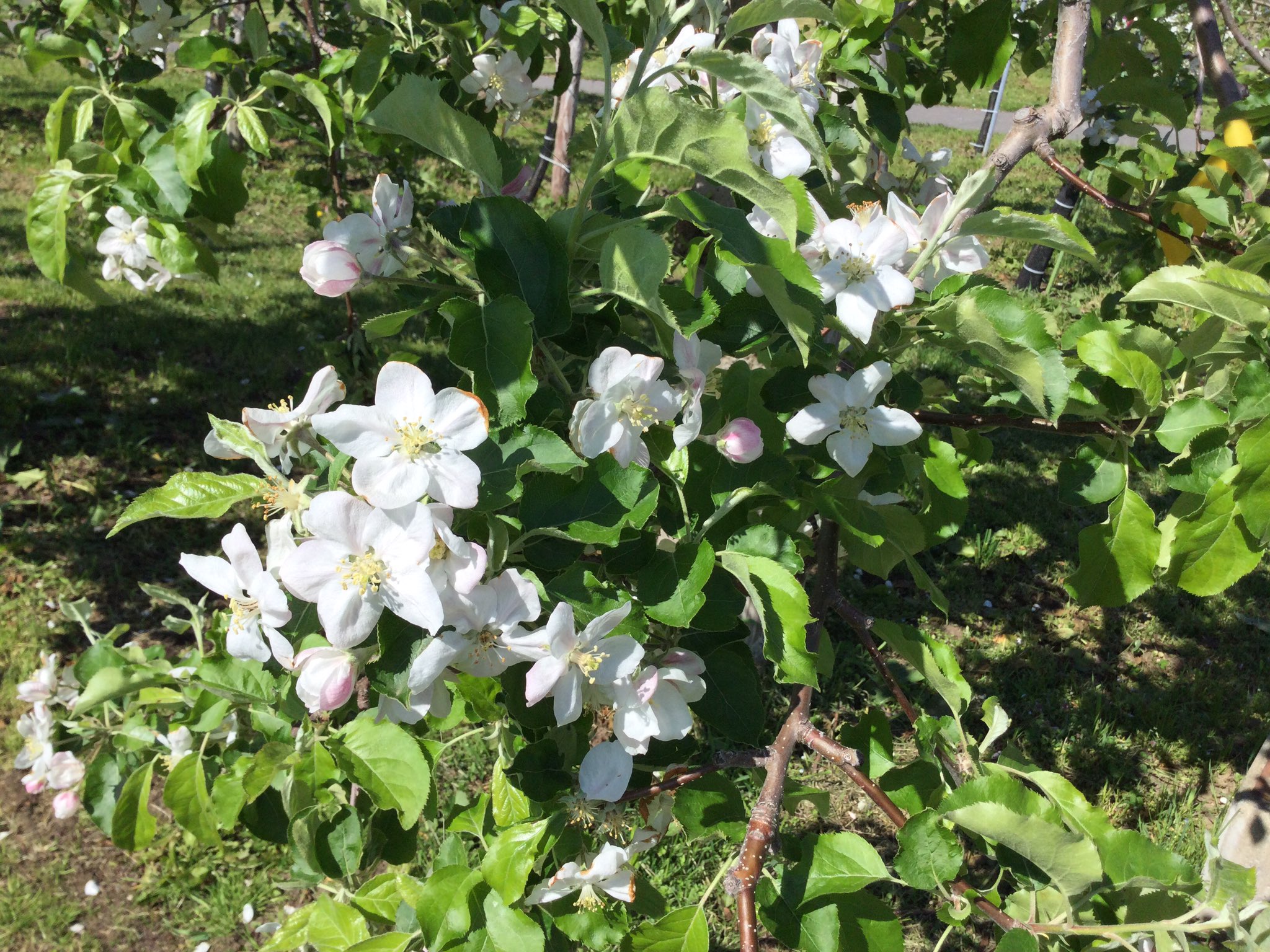 りんご公園 こんにちは 先日の 弘前りんご花まつり21 には多くのお客様に ご来場いただき 本当にありがとうございました りんごの花も満開で楽しんでいただけたのではと 思っています 今日のりんごの花ですが 散り始めています が まだまだ