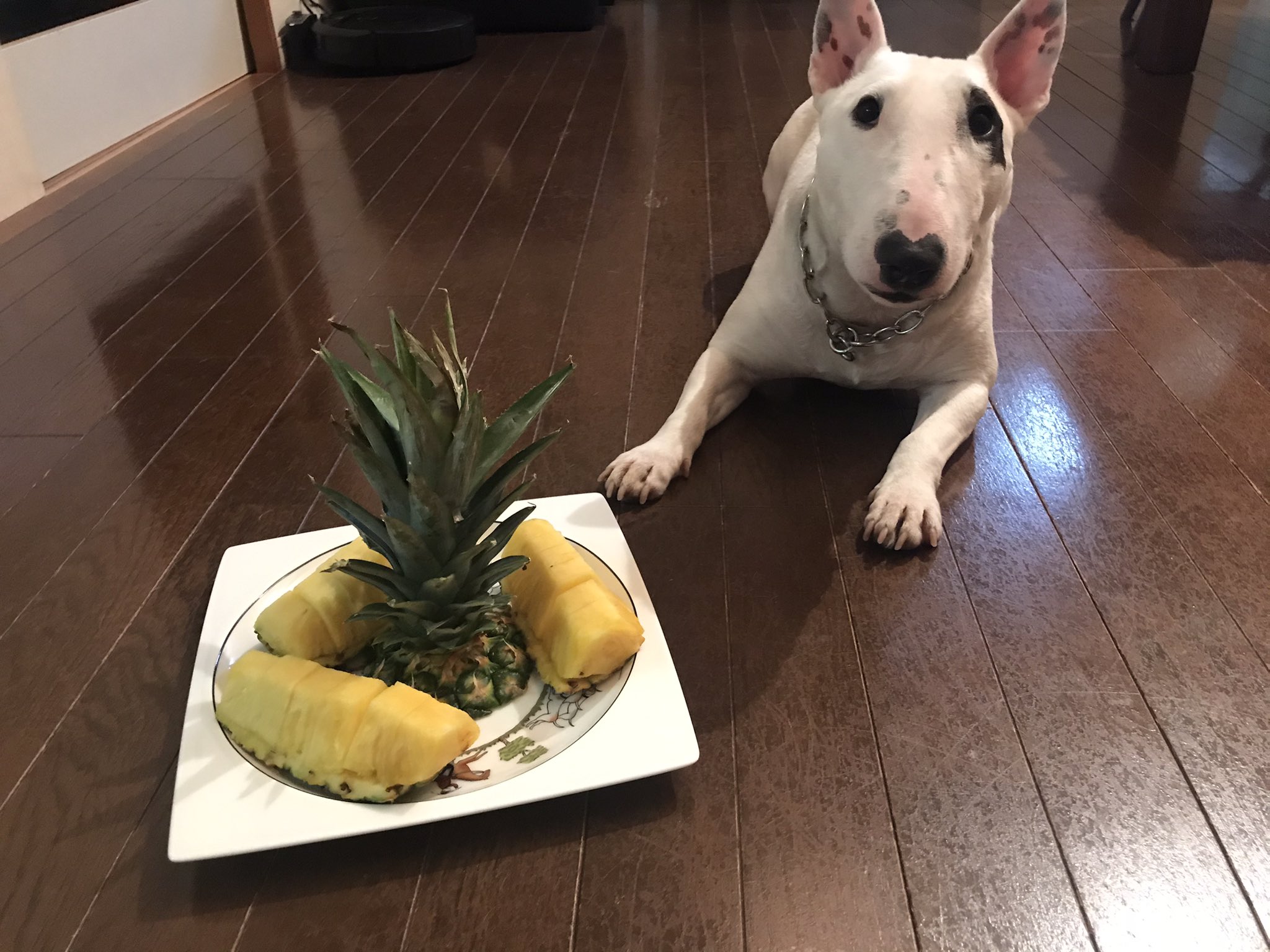 フルーツ犬 Twitter Search Twitter