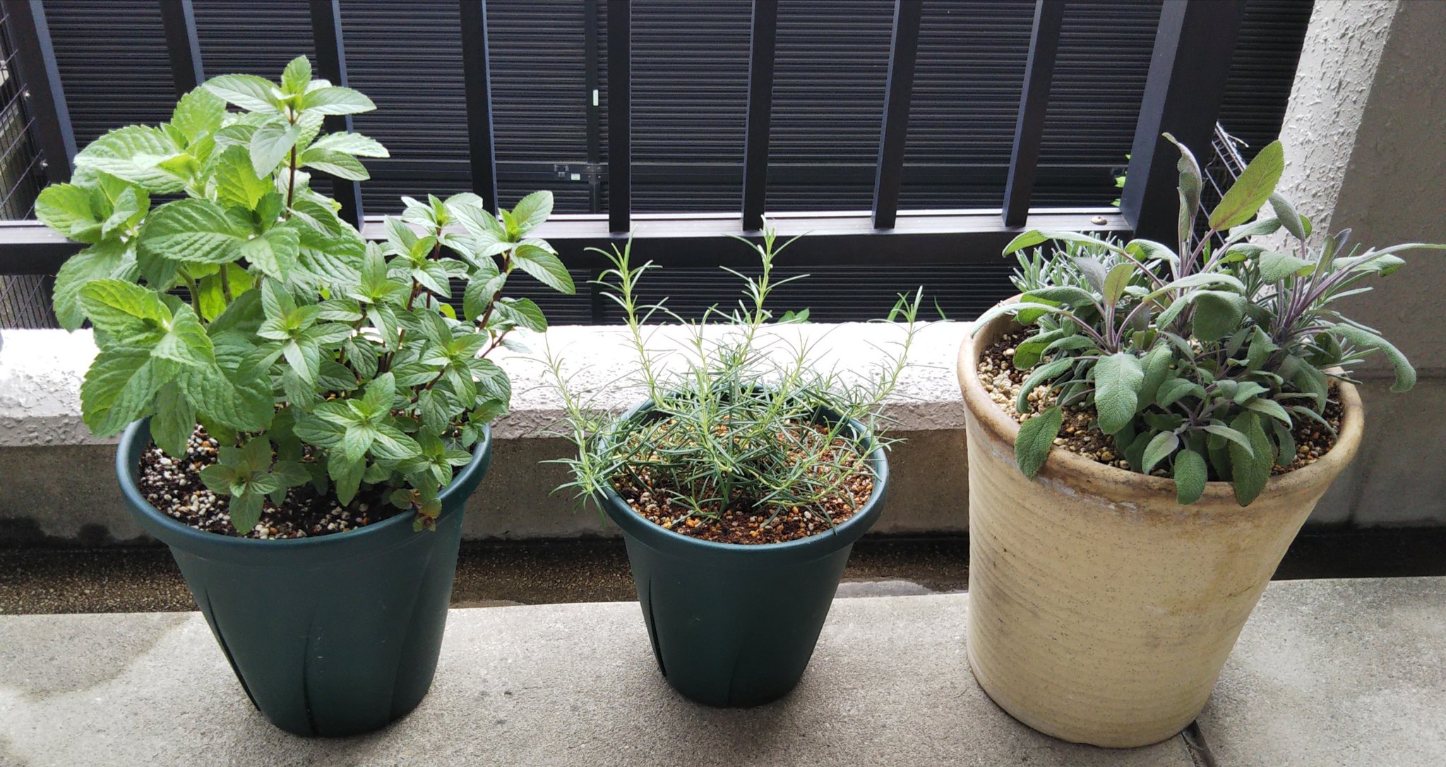律津夏 今年はハーブ ふたたび 植えてから二週間ほど 酷暑にどこまで耐えるか 花は咲くのか 夏 厳しいですが やっぱり自然な香りは特別 癒されます ベランダガーデニング ハーブ ラベンダー ミント セージ ローズマリー T Co