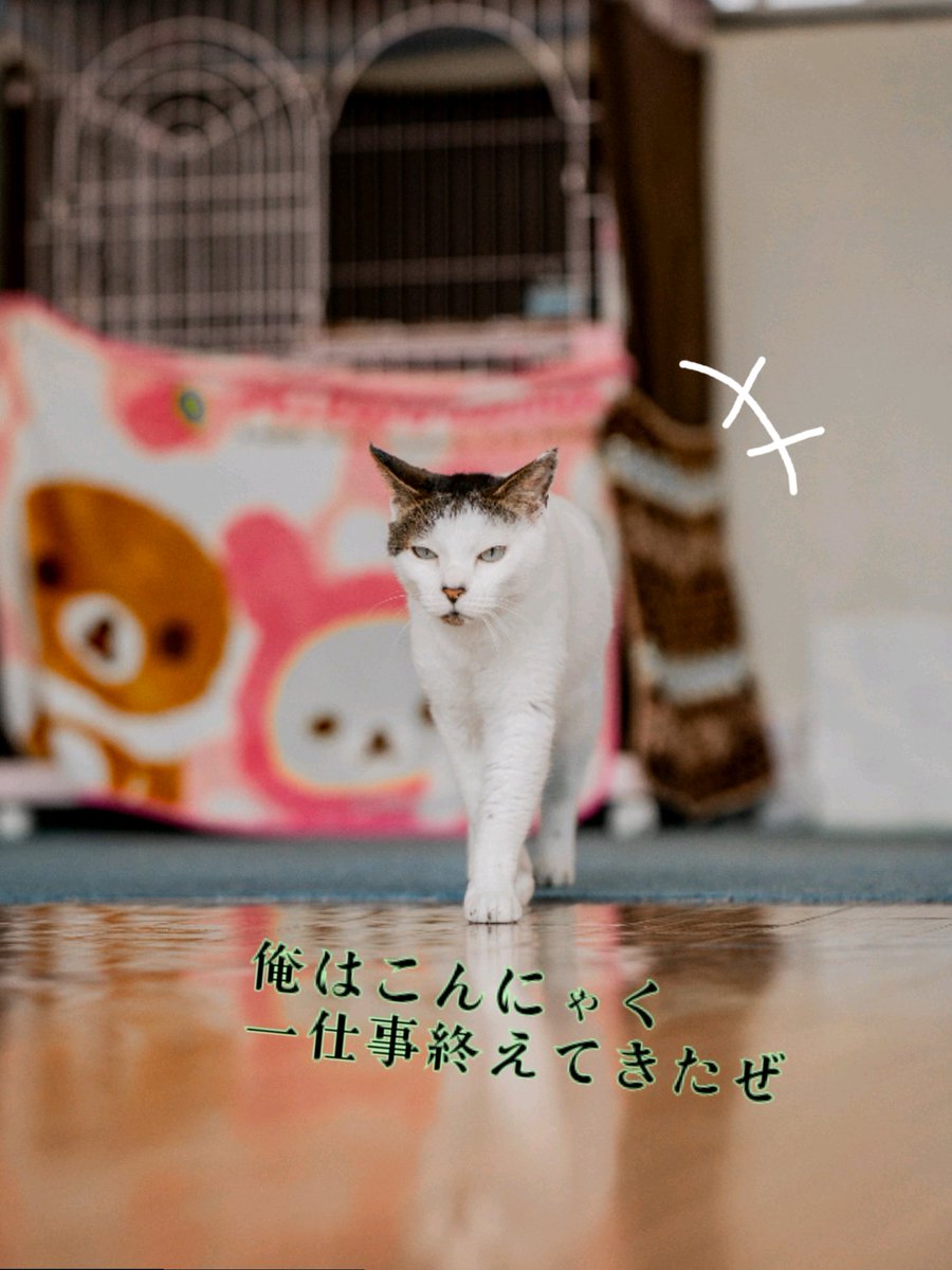 狭山市 猫カフェ Funnycat 必殺 人風 依頼があれば駆けつけるぜ 狭山ファニーキャット 狭山おしゃくれキャット こんにゃく 普段はおもちゃ大好き 時々悪人面 入間多頭飼育放棄 保護猫 里親募集中