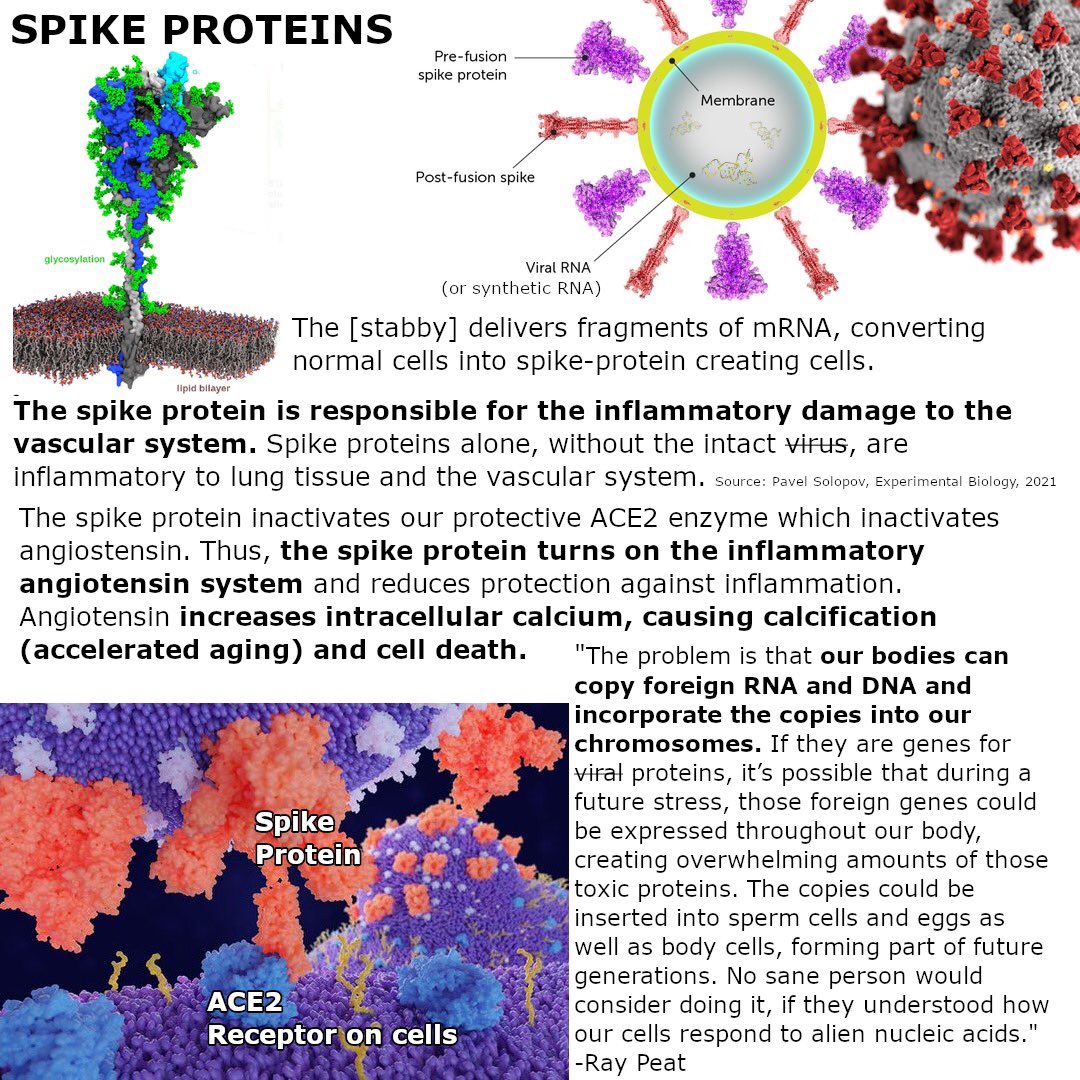 RaypeatT's tweet photo. Spike proteins cause vascular damage. The human body can copy foreign RNA and incorporate it into our chromosomes. #raypeat #SARSCoV2 https://t.co/4h8dXt3rj1