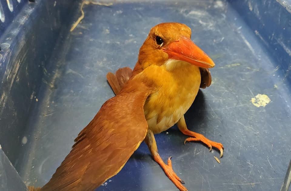 可愛い鳥 Twitter Search Twitter 可愛い鳥 Twitter Search Twitter