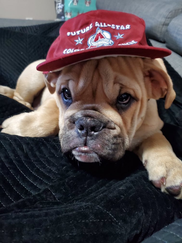 Brucie Boy cheering on the 
<a href="/Avalanche/">Colorado Avalanche</a> tonite 🐶 
#GoAvsGo @rwenzel15