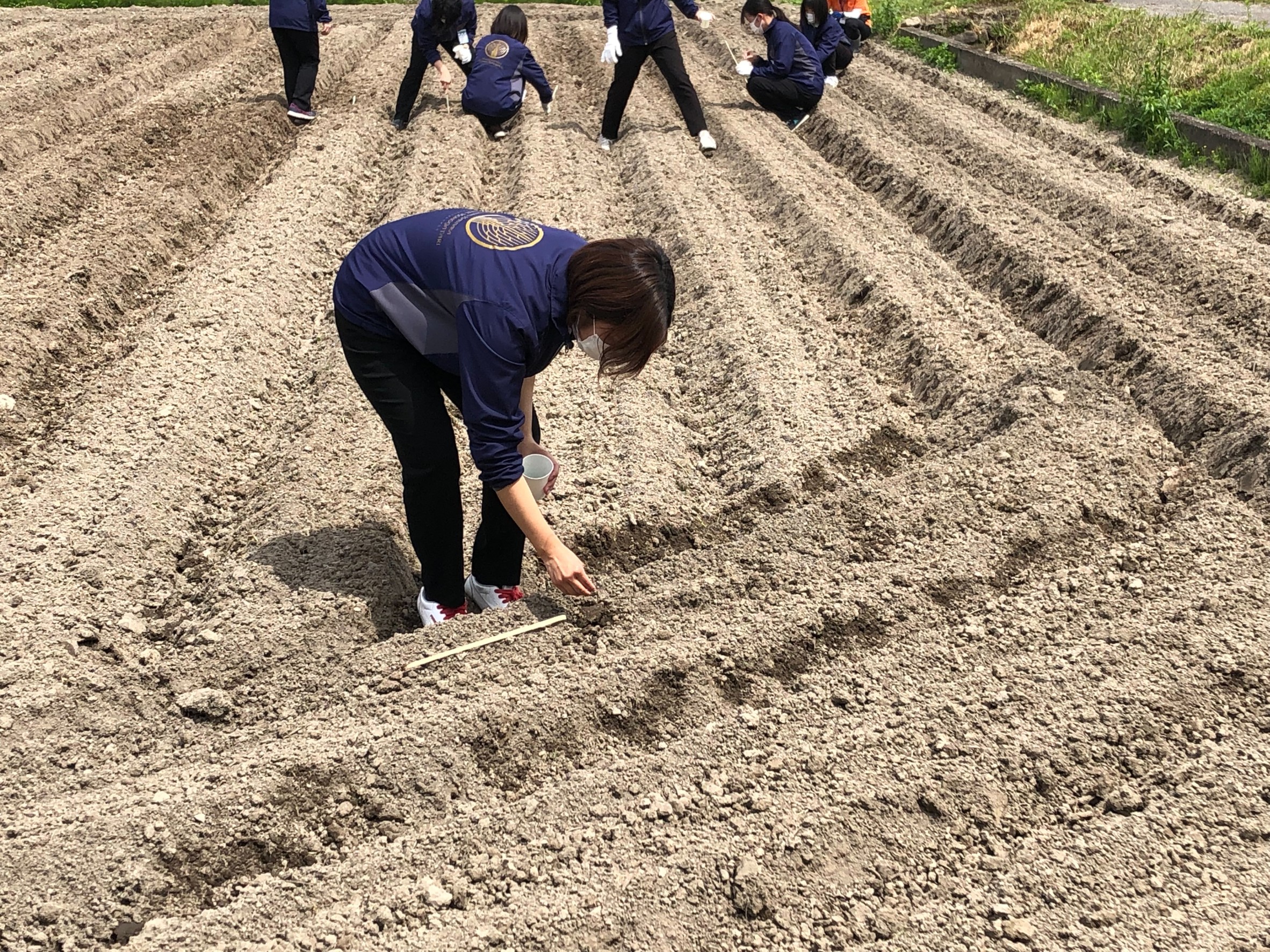 Jr四国営業部 四国dc情報 公式 ひまわりの満開を願って 香川県まんのう町の塩入駅付近では 列車の車窓から一面のひまわり畑がご覧いただけます 今日は 地元の皆様と四国まんなか千年ものがたりのアテンダントが種まきを行い 今後の成長を願いました