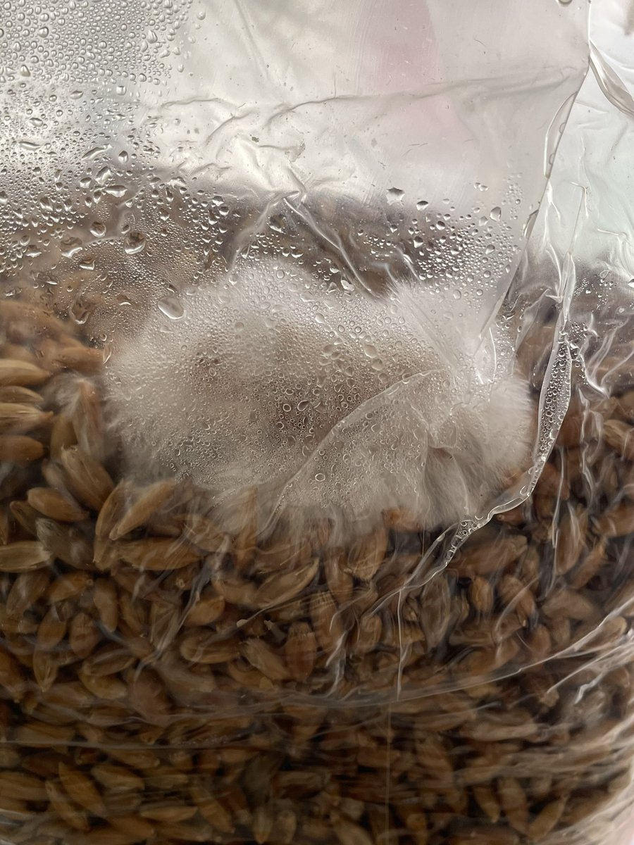 growfungus's tweet photo. Lions mane on oats day 3. Looks like a fur ball growing by the hour now! Also my favorite mushroom burl. #mushroomtwitter #grow #mushroom #grainspawn #shrooms https://t.co/CTOn3otx1Y