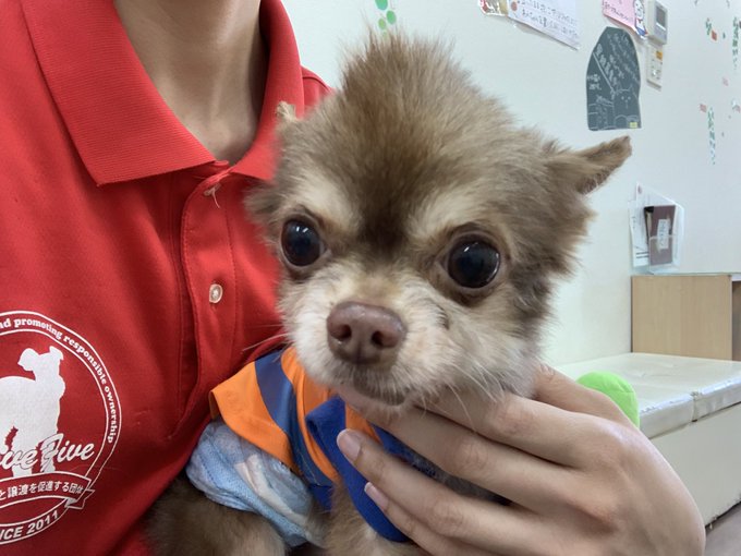 保護犬カフェ寺田町店卒業のtwitterイラスト検索結果 保護犬カフェ寺田町店卒業のtwitterイラスト検索結果