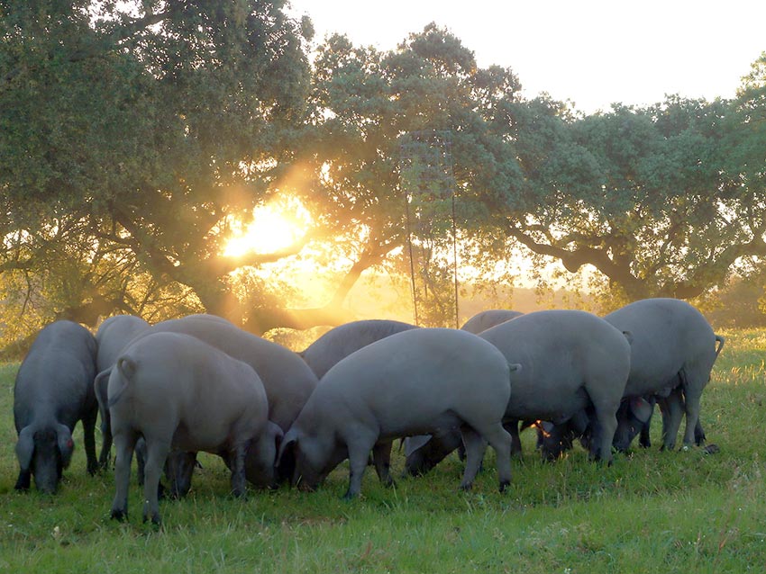 El XXXI Salón del Jamón Ibérico y la Dehesa Jerez de los Caballeros no se celebrará este año noticiasde.es/extremadura/el… a través de <a href="/NoticiasDeEs/">Noticias De</a>