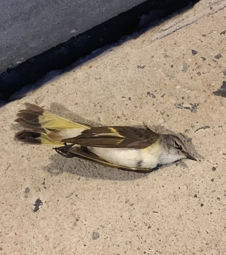 sigh_fie's tweet image. a moment of silence for this babe. my face feels like it’s gonna break. 💔 you deserved better. #rip #migrationseason #windowstrike FIX YOUR WINDOWS @WholeFoods @WholeFoodsPR #wholefoods #wholefoodsgowanus @wildbirdfund