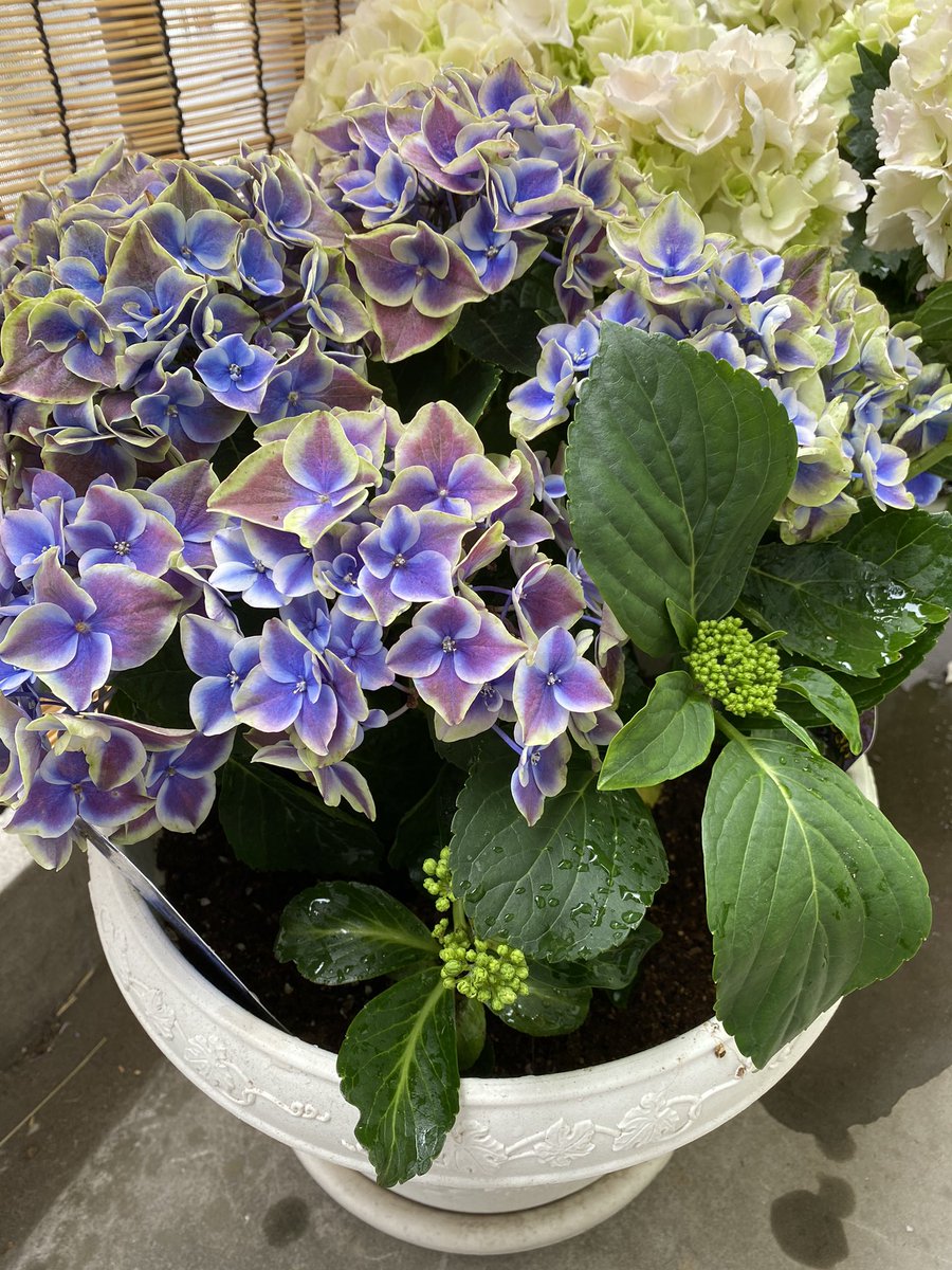 紫陽花が枯れるのは根腐れが原因かも その理由と対処法とは わが子に教わる おやこ の関係