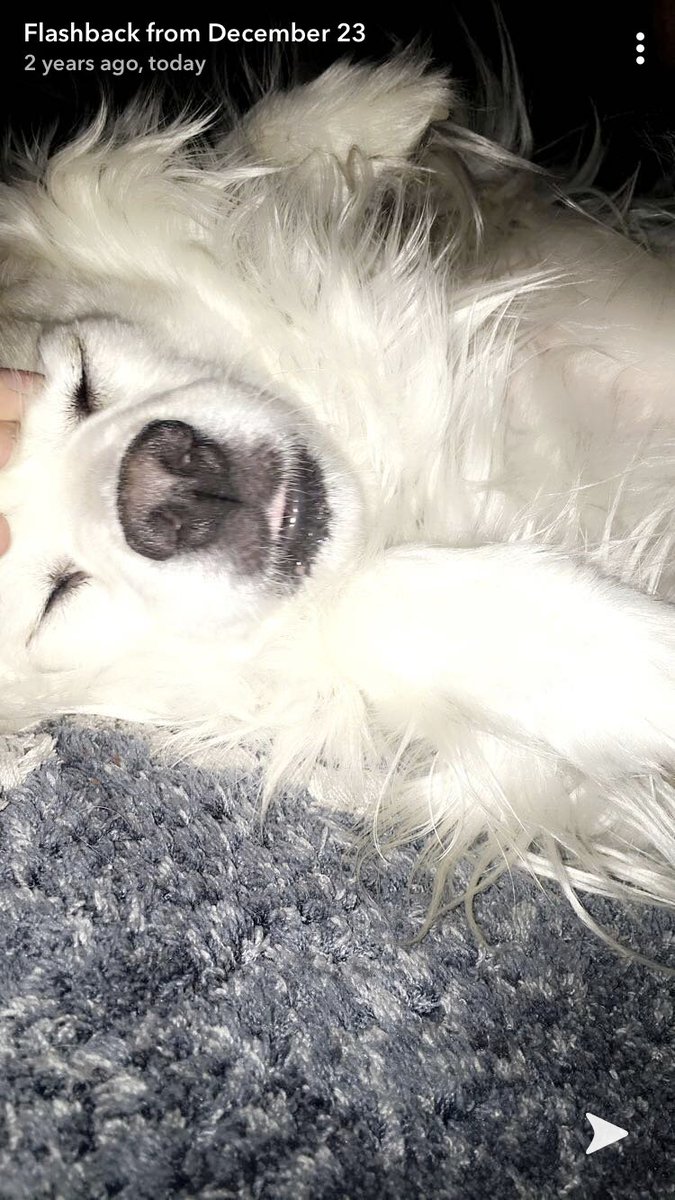 Dancer_Whit97's tweet photo. Awh the death of my dog still aches in my heart. I miss her so dang much. https://t.co/N4HzxeYNc8