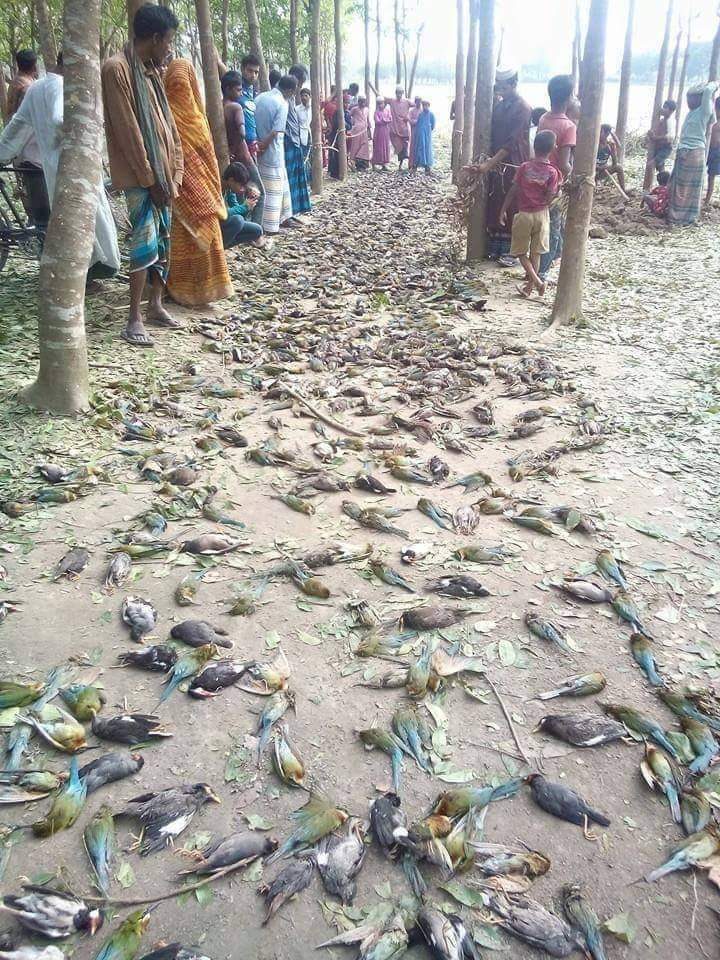 Arjun_Bargot1's tweet photo. 5g वालो को कीड़े पड़े उनके परिवार का विनाश हो हजारो पक्षी विलुप्त होने।के कगार पर 😥😥😥😥
@rashtrapatibhvn @PMOIndia @HMOIndia @narendramodi
#Stop_5G https://t.co/MPjmfIIiqT