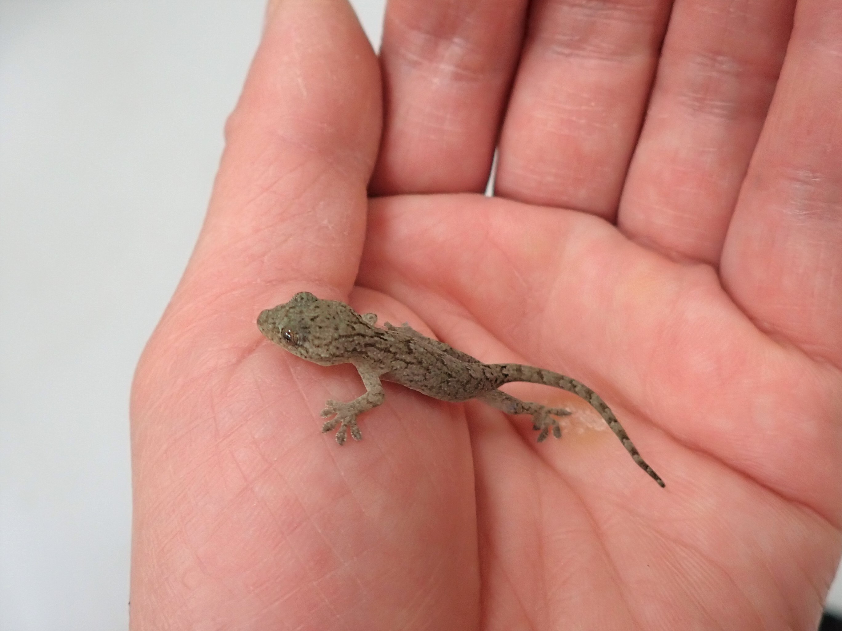 多摩動物公園 公式 ニホンヤモリの赤ちゃんみつけたよ カブトムシ幼虫のケースから出てきたの 去年生まれの子かな ちっちゃ かわいい 普 身近な生きものコーナーに登場するかも おうちでzoo T Co Auj9crlgcy Twitter