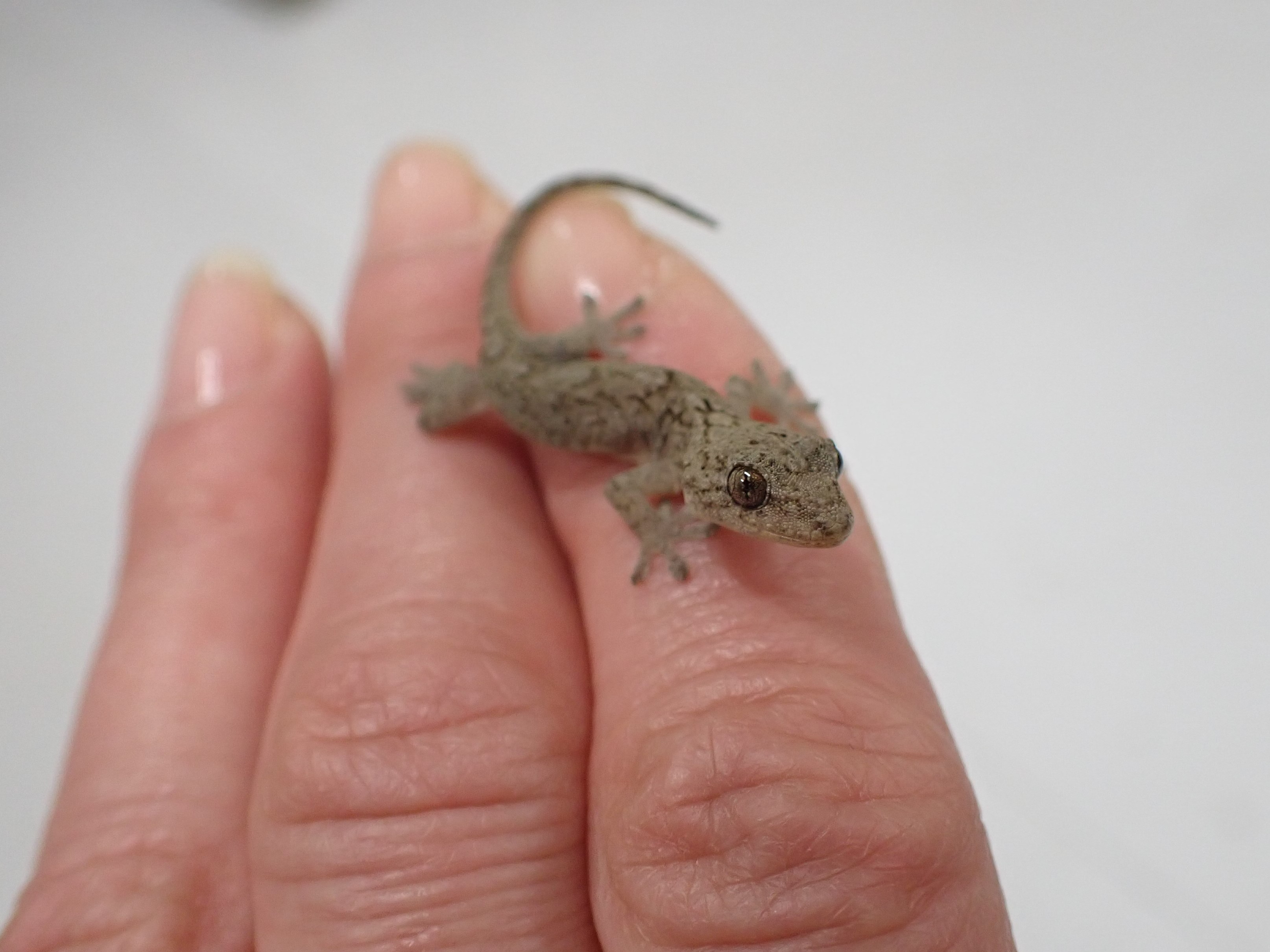 多摩動物公園 公式 ニホンヤモリの赤ちゃんみつけたよ カブトムシ幼虫のケースから出てきたの 去年生まれの子かな ちっちゃ かわいい 普 身近な生きものコーナーに登場するかも おうちでzoo T Co Auj9crlgcy Twitter