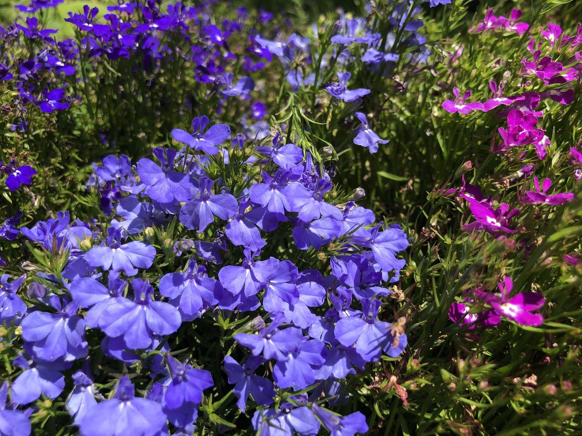 花まつフラワーアカデミー フラワーアレンジメント V Twitter 会社の駐車場には ウツギの花が咲き誇っています 青い空に映えますね 玄関の傍にはロベリアの花も咲いていました 花言葉は いつも愛らしい 謙虚 等々 H K 花のある暮らし ウツギ 花まつフラワーアカデミー フラワーアレンジメント V Twitter 会社の駐車場には ウツギの花が咲き誇っています 青い空に映えますね 玄関の傍にはロベリアの花も咲いていました 花言葉は いつも愛らしい 謙虚 等々 H K 花のある暮らし ウツギ