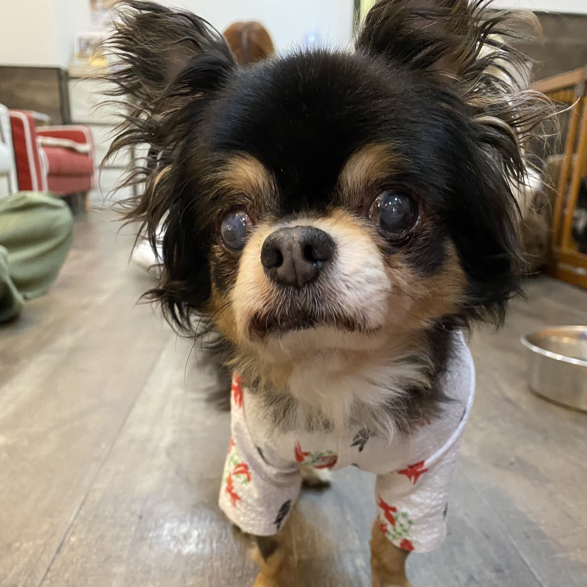 Twitter 上的 保護犬カフェ 鶴橋店 里親募集中 みおり ロングコートチワワ 男の子 推定12年生まれ 甚平のお洋服がとってもよく似合うみおりくん カフェデビュー当初は固まってしまってなかなか動けずでしたが 今ではルンルンに過ごしてくれています