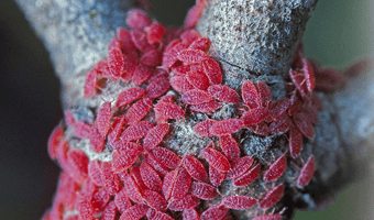 1/ Прнар - quercus coccifera

Дабот прнар е историски важно дрво, во неговата крошна живее инсект кој во античките времиња се користел за добивање на црвен пигмент за фарбање на текстил. Античките римјани го користеле за фабање на нивните воени тоги. 

Нишка...