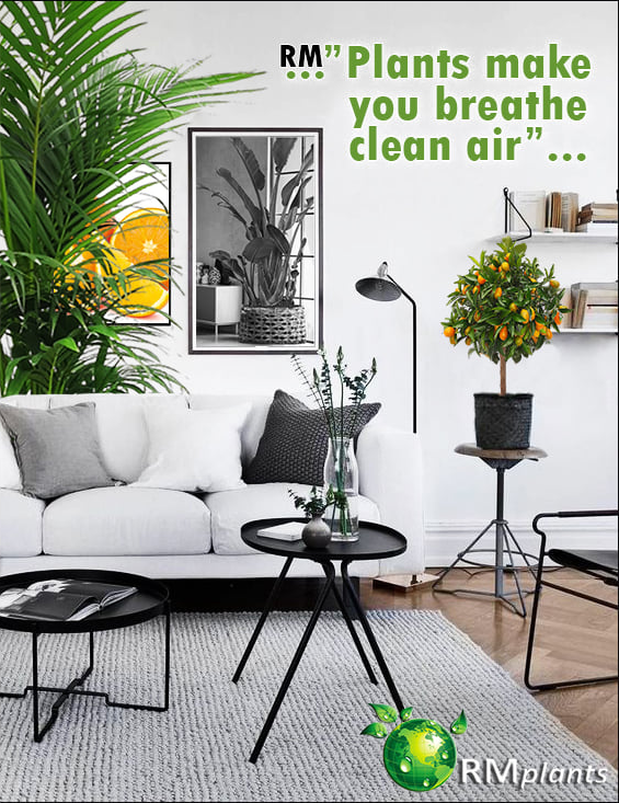 RMPlants's tweet photo. https://t.co/dbwvrT72oz