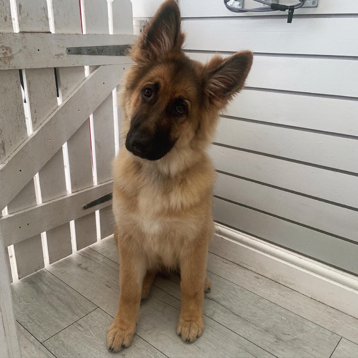 AlfAndBear's tweet photo. Just when you thought they couldn’t make dogs any cuter 🐶 along comes Duke 🖤 @duke_gsd27
4 months old 🐾 welcome to the pack ✨
#doggrooming #doggroomer #dogs #gsd #gsdofinstagram #gsdpuppy #dogoftheday #nefollowers #nebloggers #newcastleupontyne #dogsofnewcastle https://t.co/bKkHJxBCRI
