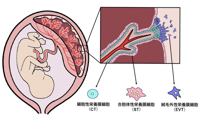 胎盤のtwitterイラスト検索結果