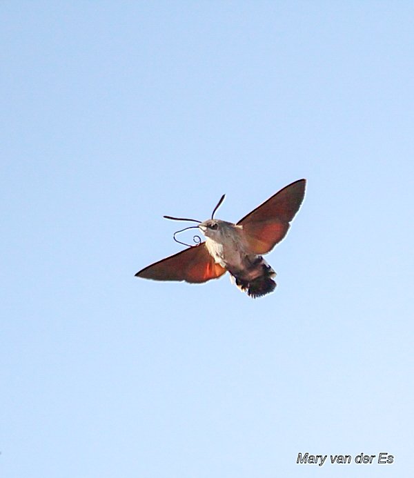 maryvanderes's tweet photo. Dag 11 van #meimotten 

De #Kolibrievlinder #Macroglossumstellatarum
#Humming_bird_Hawk_Moth 
komt voor in vrijwel alle biotopen; ook tuinen. Waardplanten zijn Walstrosoorten; ook Meekrap.

@vlinderNL @Nachtvlinders @mijnblogjenl

#moths https://t.co/gffCGkt8gJ