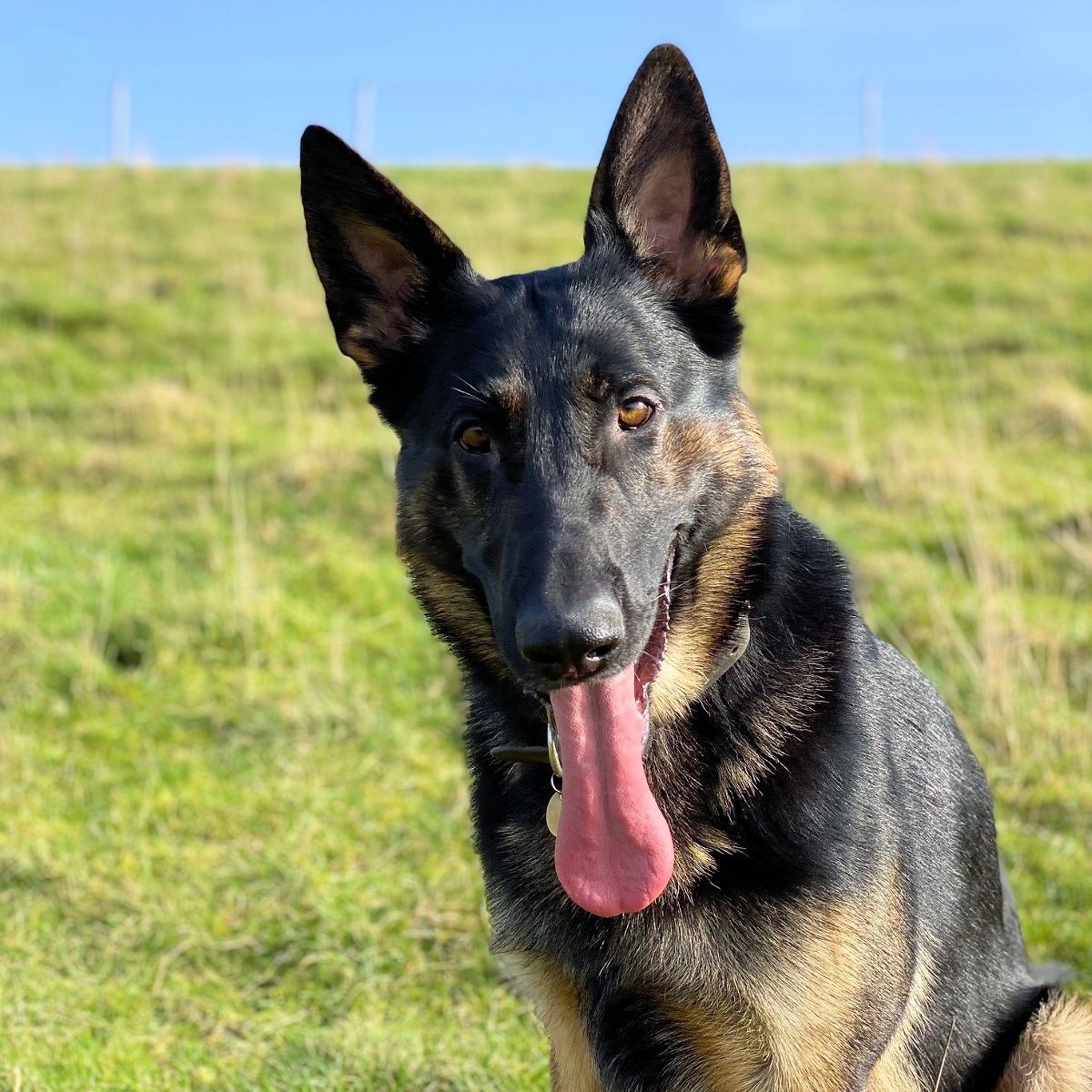 sussex_police's tweet photo. A man suspected of damaging a property attempted to evade police by fleeing onto the South Downs 🏃🏻 

PD Phantom loves a walk, so we didn't need to ask him twice to start tracking! 🐾 

The man was found hiding in a hedge and arrested 👍🏼 

Read more ➡️ https://t.co/FPVmO17B4q https://t.co/AVRcjcUvIn