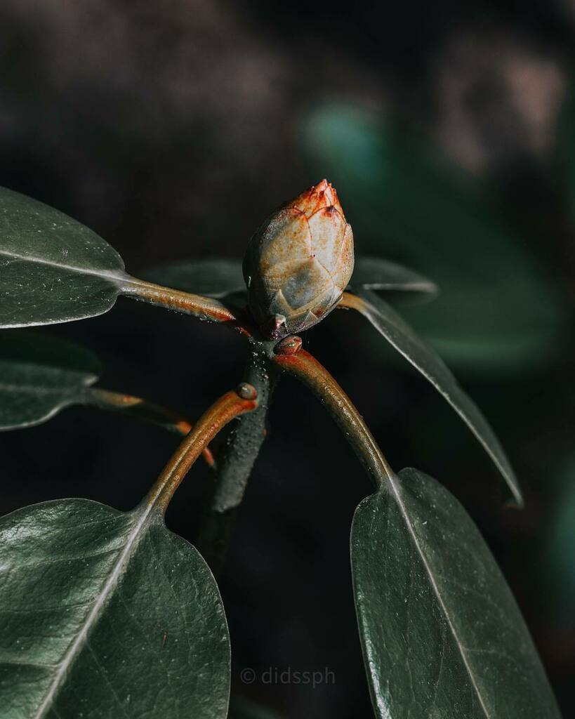 didssph's tweet photo. Nature walks are so calming 😌
.
.
#other_worldly_beauty #grikart_macro #macroviewpoint #passion_in_macro #nuts_about_MACRO #raw_macro #macro_world #nikon #nikonfamily #nikonisti #momentswithnikon #nikontogether #sigmaromania #sigmaphoto #sigma105mm #… https://t.co/luB1nxjDtf https://t.co/zrsL85My2O