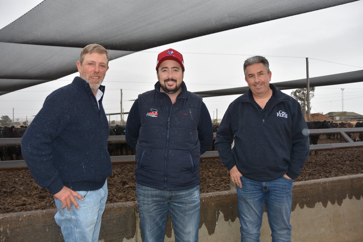 cmillerSJ's tweet photo. Great visit yesterday to @TeysAustralia Charlton feedlot to inspect the 2021 Southern Grainfed Carcase Classic entries.  Only a few weeks of the 100-110 day feeding program to go and it looks like being a tight contest with many top performers.
Winners announced July 9. https://t.co/Hi4uVQ6y83