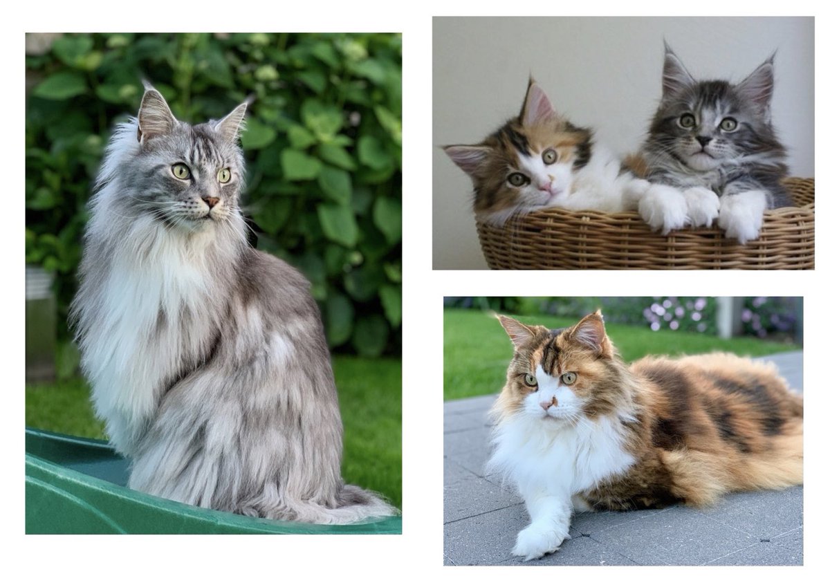 evdmark's tweet photo. @TallShipProds @Outlander_STARZ Our Maine Coon cats Beau & Berry 🐈❤️ @Outlander_STARZ #Petlander https://t.co/IUbQ5r0tsH