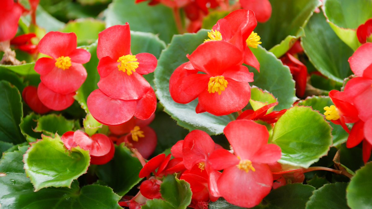 Fill up your pots, beds, and borders with these extraordinary, all-weather tolerant, Begonia Sprint Nightlife Green Leaf Red plants. Early flowering, they will produce an abundance of bright red blooms all summer long, from May until November.
