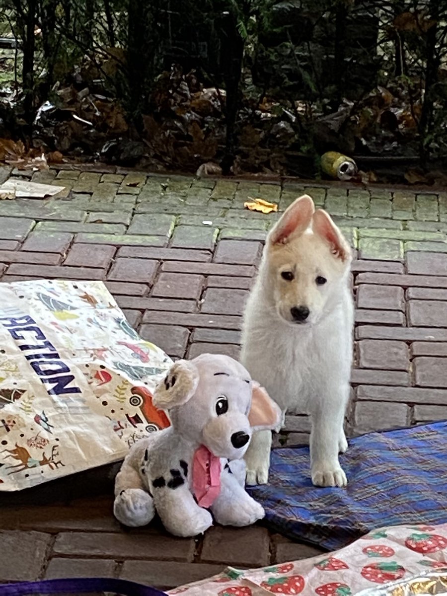 dogcases's tweet image. Op weg voor een puppy-observatie test van een mooi nestje met Zwitserse witte herdertjes. #lifeisgood #puppytest