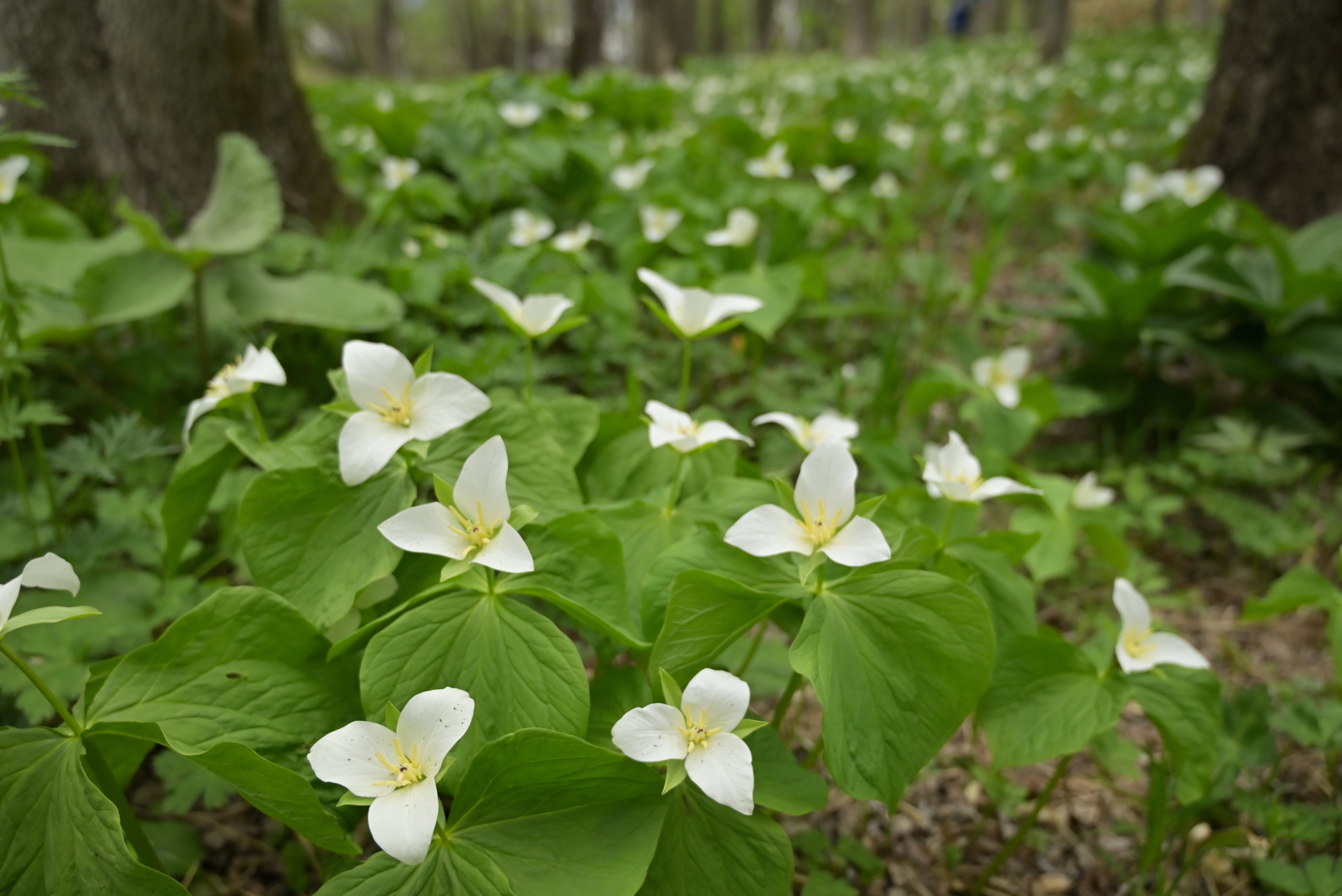 帯広市児童会館 オオバナノエンレイソウが見頃を迎えています 白くて大ぶりな花の群生で埋め尽くされた野草園は見ごたえがあります 今週いっぱいくらいはこの景色も見れそうです 撮ろう帯広 T Co Uxnkznmovx Twitter