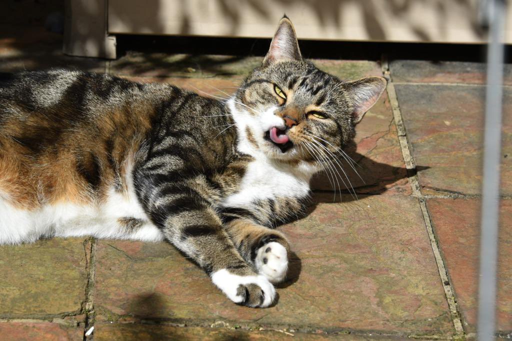 Hi furpals! Sorry I have been so quiet! I hope you are all well. Hoping for more sun on #tongueouttuesday