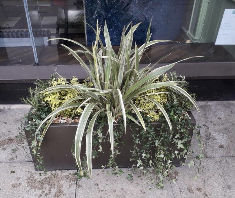 Now the weather is improving our teams are out and about bringing green joy to our customers outside areas 👌🏻☀️🌳🪴🌿 #upnw #urbanplanters #valueofplants #outside #green #greenery #biophilicdesign #biophilia #trough #troughplanting #welcome