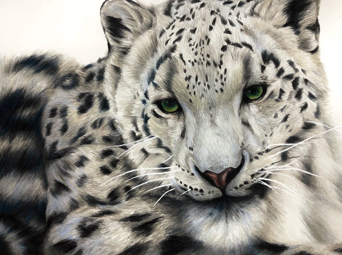 Twoucan ユキヒョウ の注目ツイート イラスト マンガ