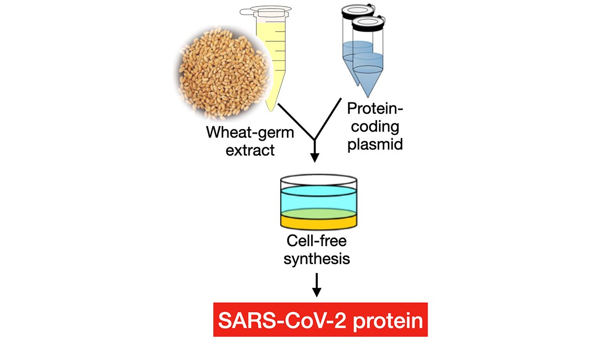 #ResultatScientifique 🔎| 80 % de toutes les protéines du SRAS-CoV-2 produites en laboratoire

▶️insb.cnrs.fr/fr/cnrsinfo/80…
🤝 <a href="/CNRS/">CNRS 🌍</a> <a href="/UnivLyon1/">Université Lyon 1</a> <a href="/CNRS_dr07/">CNRS Rhône Auvergne</a> 
✍️ <a href="/AnjaBockmann/">Anja Böckmann</a> 
📕 <a href="/FrontMolBioSci/">Frontiers - Molecular Biology</a>  | doi.org/10.3389/fmolb.…