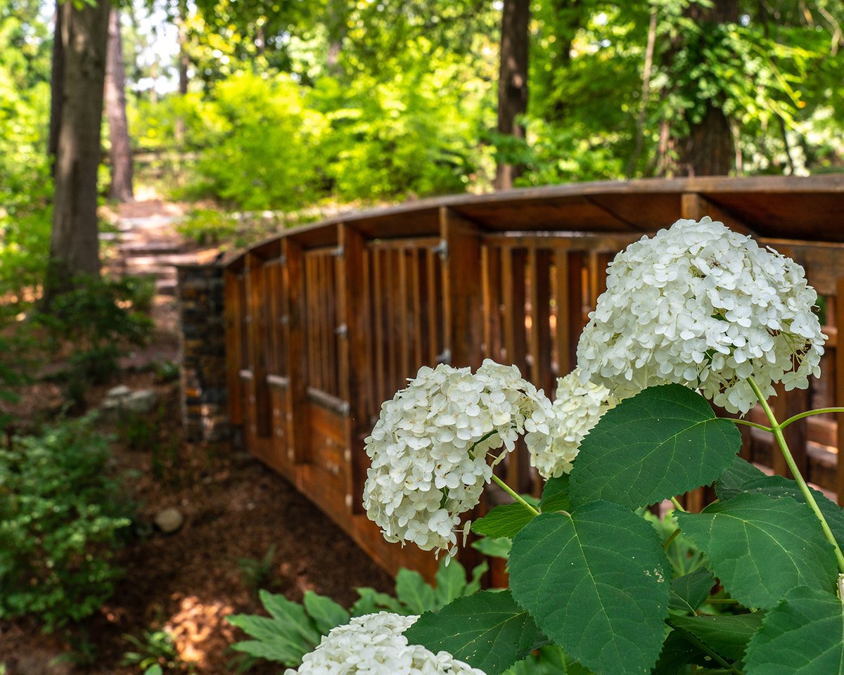 We’re excited to announce that #DukeGardens will reopen to the public on June 1! Parking limited to control capacity, with no weekend overflow. Masks required in restrooms but not outdoors, except where safe distancing is not possible. Info: gardens.duke.edu/phase2. PC: C.Burke.