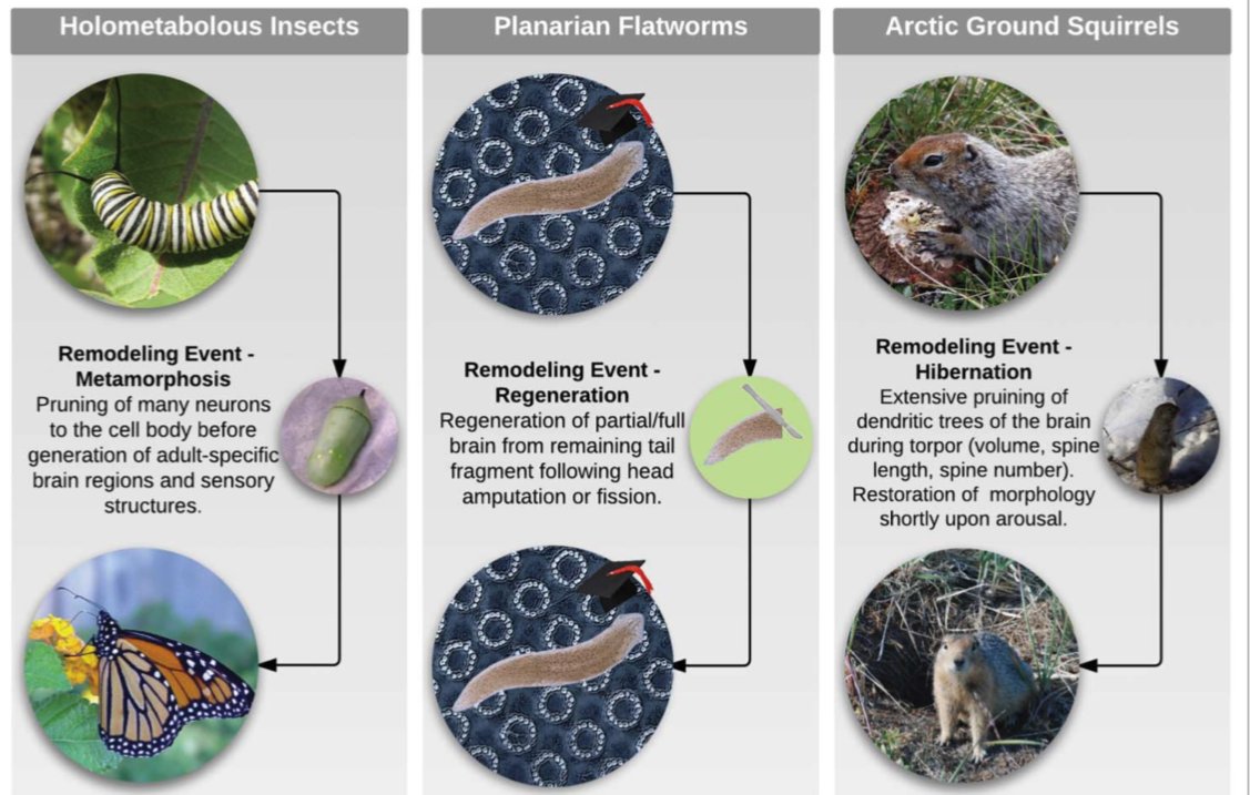 ricard_sole's tweet photo. Can memories persist after major brain remodelling? In many species, memory can survive to major changes and even complete brain regeneration after removal. How? What are the implications? Here's a great paper by D. Blackiston, T. Shomrat &amp; @drmichaellevin https://t.co/R5mNLaNv33 https://t.co/Qj5jQkjKhv