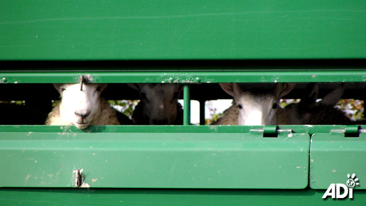 AnimalDefenders's tweet image. Proposed bans on live exports &amp;amp; primate pets announced in the Queen’s speech in UK. Kept Animals Bill will end suffering of animals exported abroad to be killed. It will also ban keeping primates as pets. ADI looks forward to seeing the details. #BanLiveExport #PrimatesAreNotPets