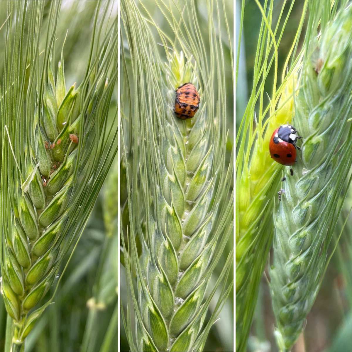 Les larves de coccinelles mangent bien, les coccinelles sont là mais les pucerons sont très nombreux 😰Premières années que la quantité sur épis est impressionnante😓observez bien les parcelles, les seuils de nuisibilité sont fréquemment atteints #ble #bledur #arvalis #coccinelle