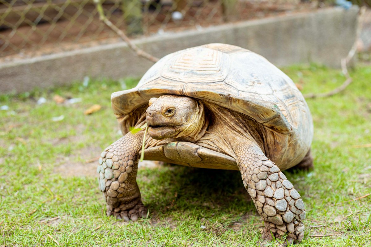PeduaseValley's tweet photo. To the lovers of Pet animals, remember to check out the pet zoo on your next visit for a wonderful experience at @peduasevalleyresort_
Call us on 0540125554/5 or DM for bookings
#pvrpetzoo #petzoo #zoo #tuesdayvibes #edplore #Adventure #serene #escape #aburi #aburi #ghana🇬🇭 https://t.co/B9mdNWKkqG