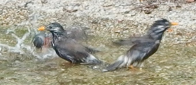 椋鳥のtwitterイラスト検索結果