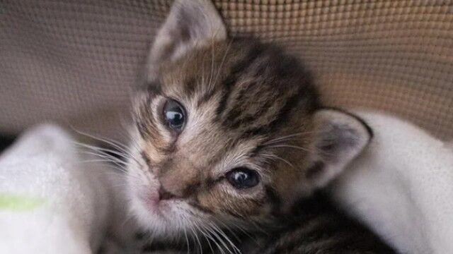 子猫のtwitterイラスト検索結果